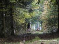 images/CERF-ET-CHEVREUIL/biche-3-octobre 2015 copie.jpg